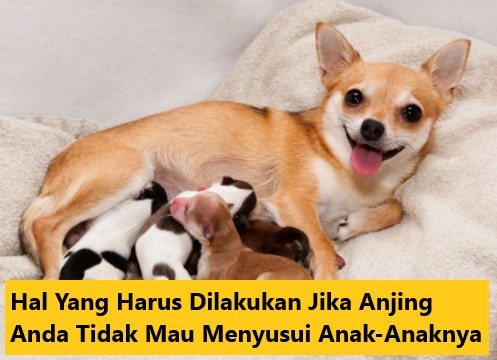 Hal Yang Harus Dilakukan Jika Anjing Anda Tidak Mau Menyusui Anak-Anaknya